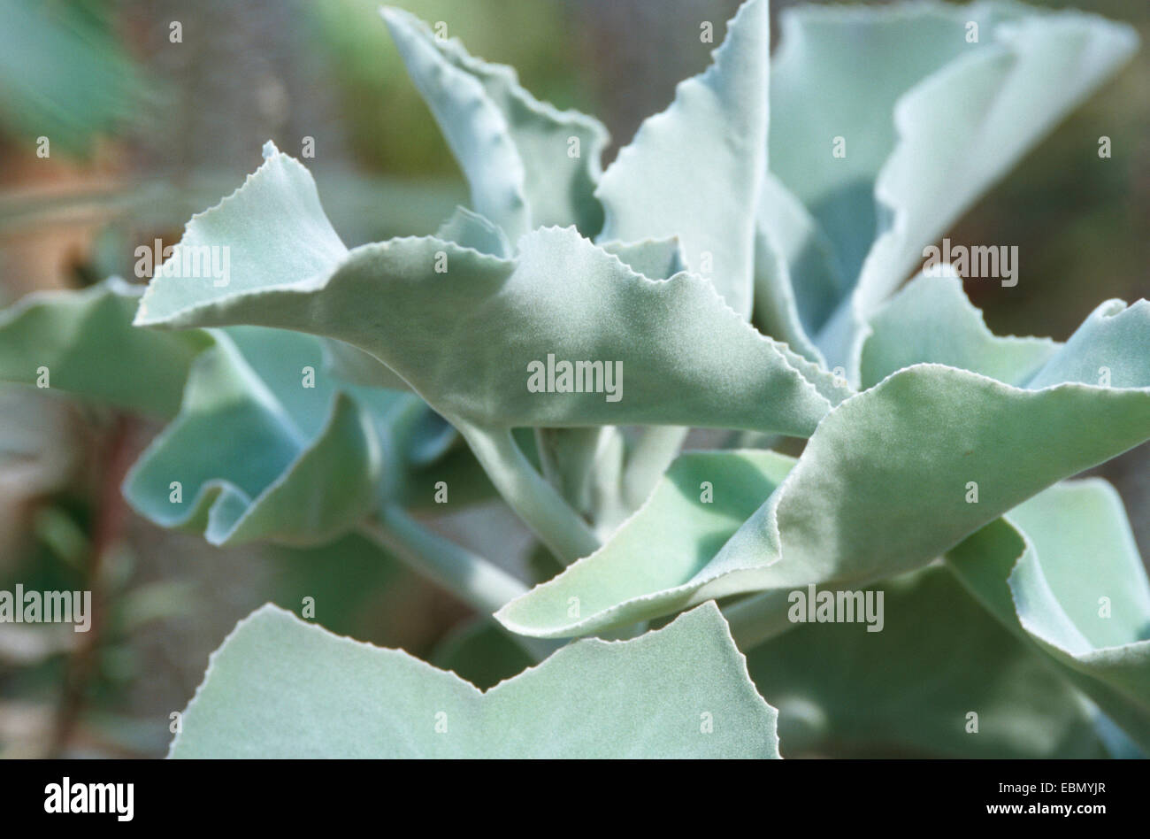 Felt bush, Felt Plant (Kalanchoe beharensis), habit Stock Photo Alamy