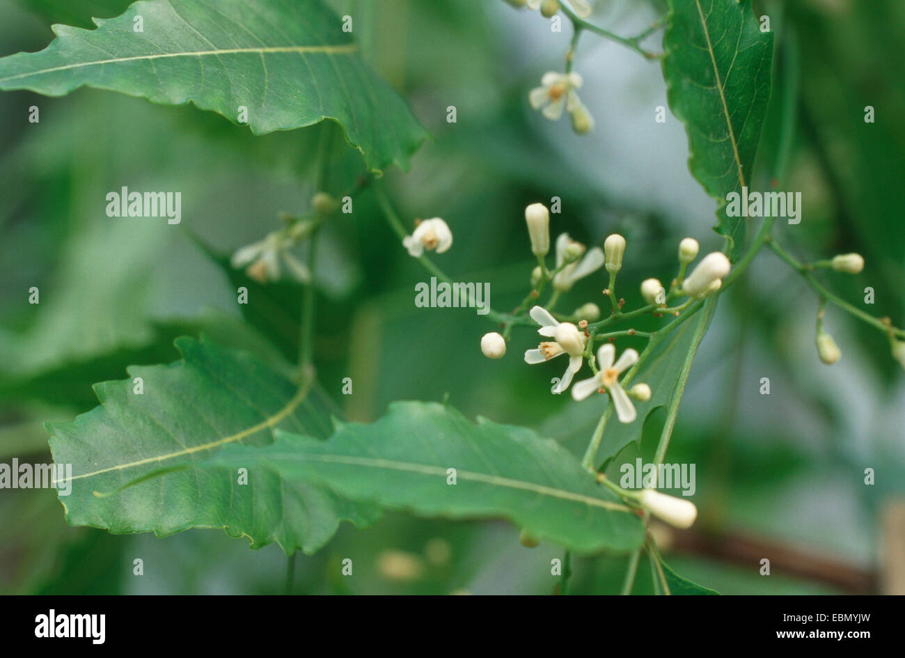 Neem tree, Nimtree, Indian-lilac (Melia azadirachta, Melia indica, Azadirachta indica, Antelaea azadirachta), blooming Stock Photo