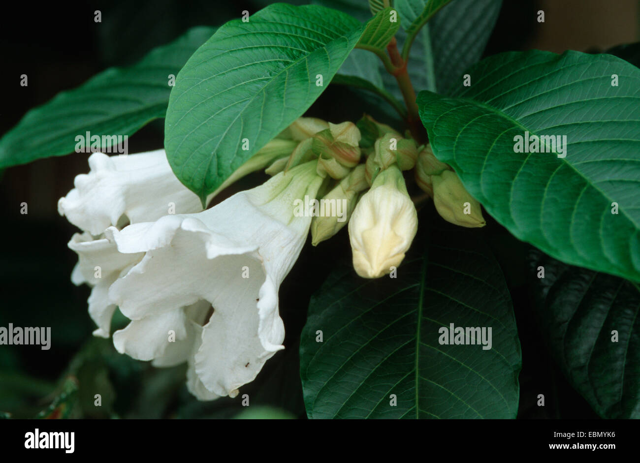 herald's trumpet (Beaumontia grandiflora), blossoms Stock Photo