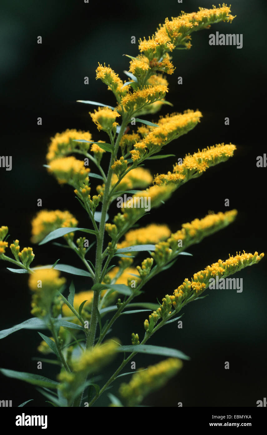 Canadian goldenrod, meadow goldenrod (Solidago canadensis