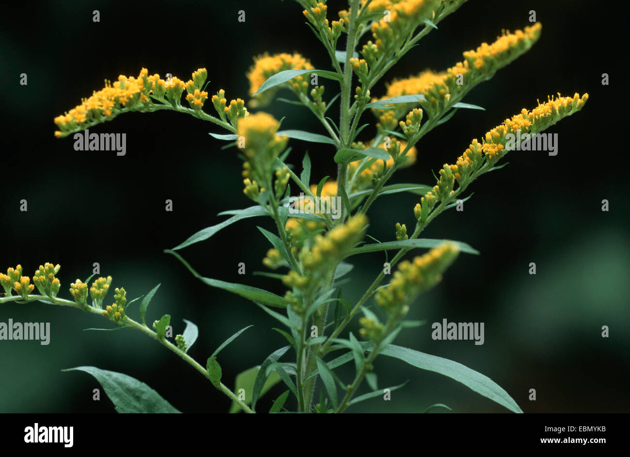 Canadian goldenrod, meadow goldenrod (Solidago canadensis