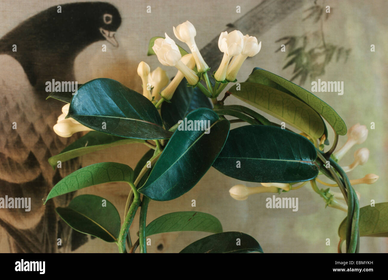 Madagascar Jasmine, Stephanotis, Wax Flower (Stephanotis floribunda), blooming Stock Photo