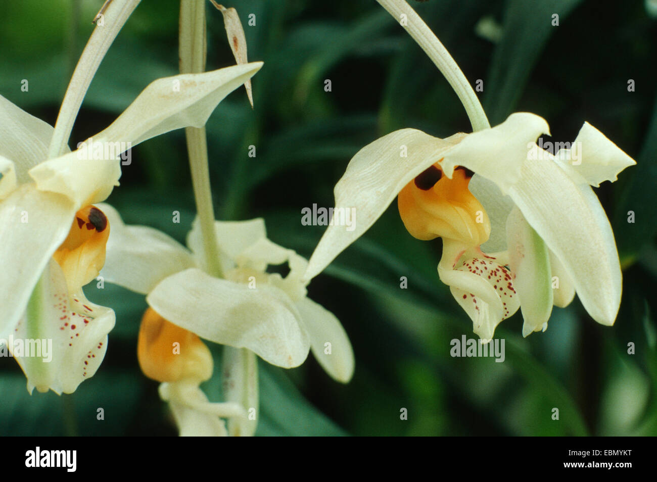 Peruvian Stanhopea (Stanhopea peruviana), blossoms Stock Photo