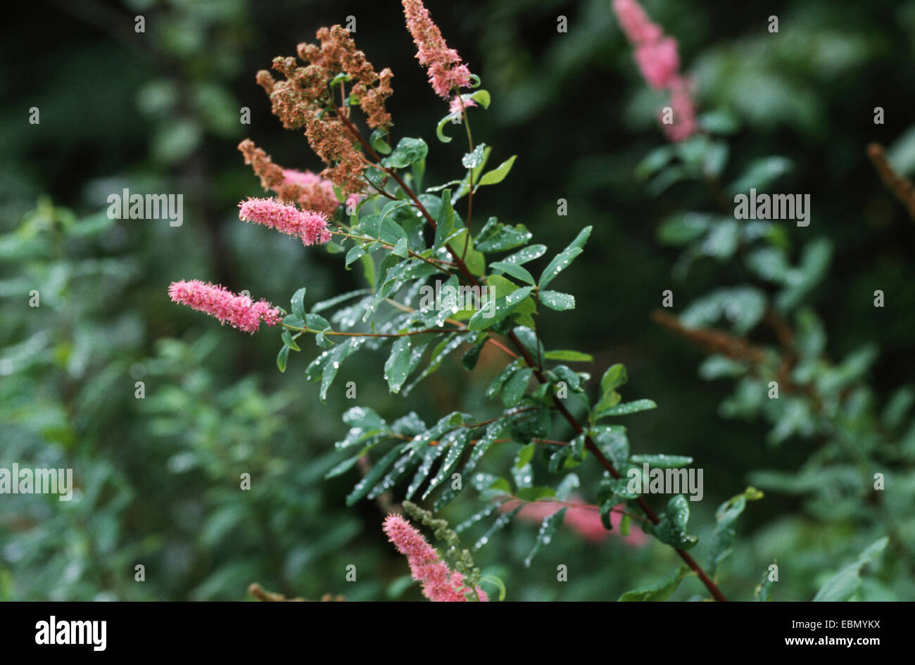 menzies' spiraea (Spiraea douglasii ssp. menzisii, Spiraea menziesii), twigs with blossoms Stock Photo