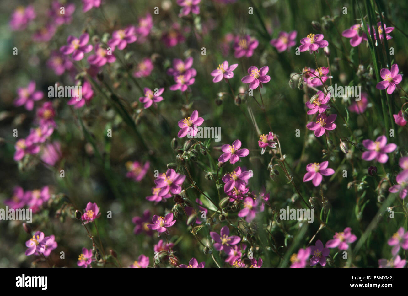 Purple sandspurry (Spergularia purpurea), blooming plants Stock Photo