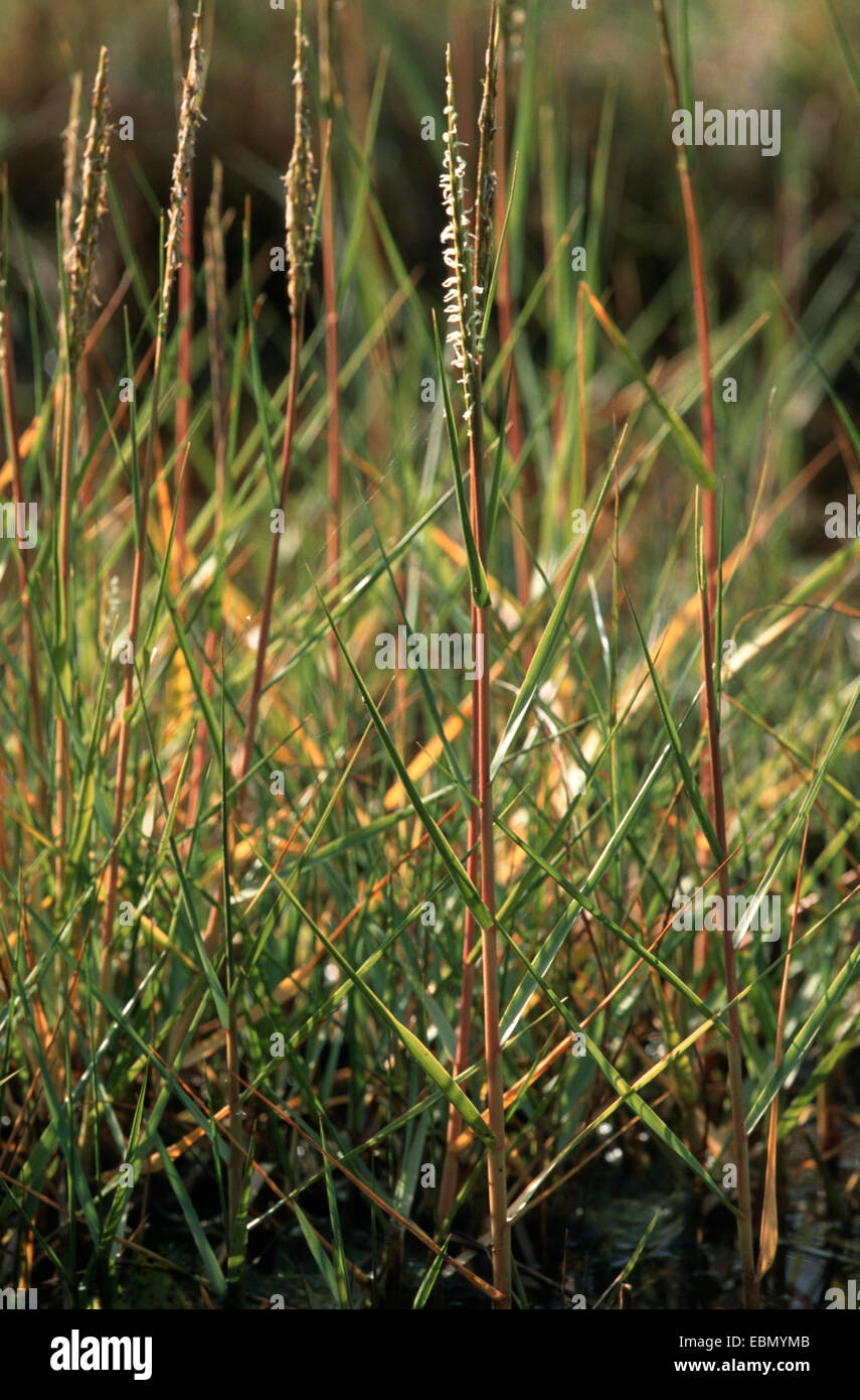 Common Cordgrass (Spartina anglica), blooming plant Stock Photo