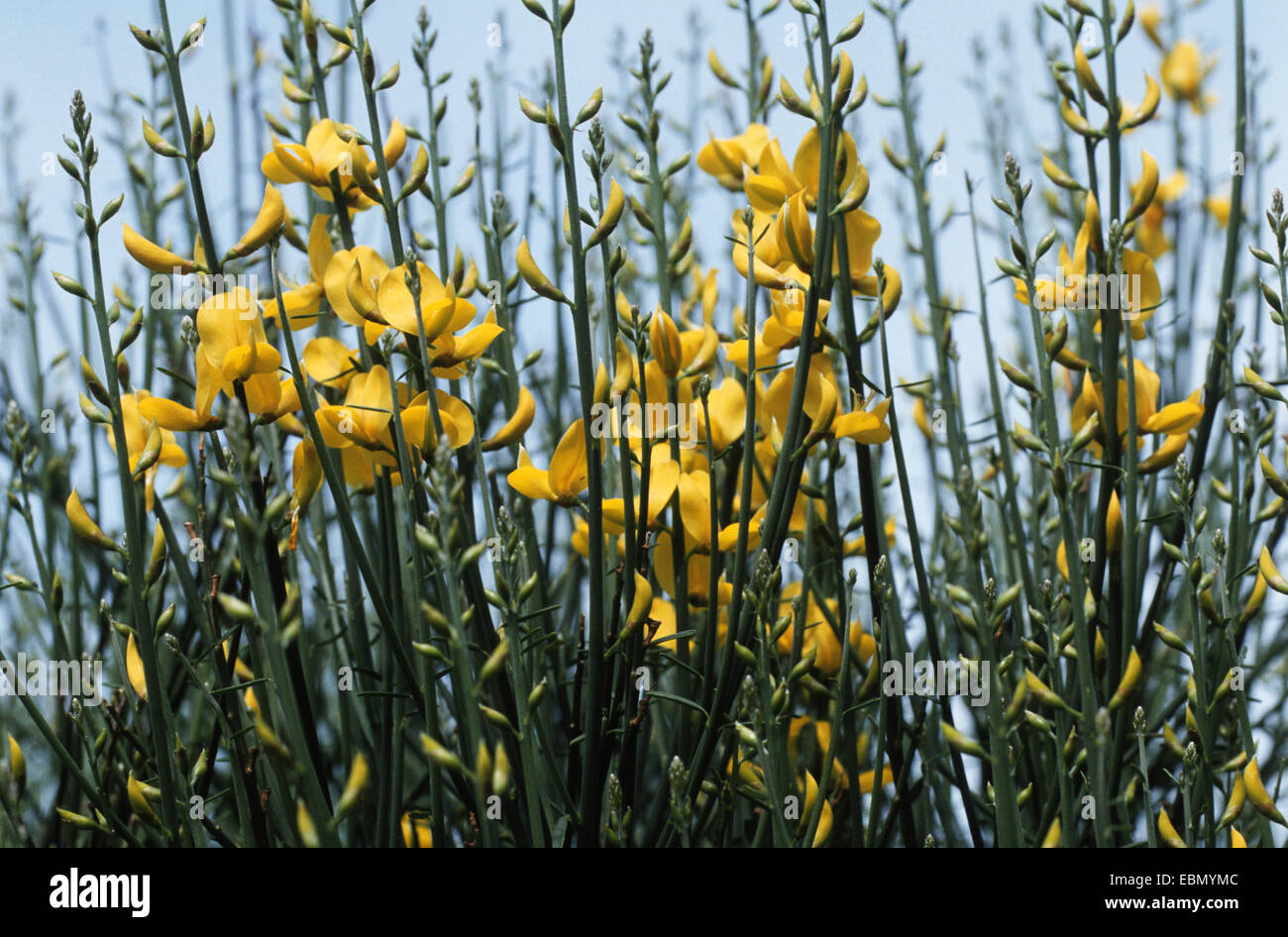 Spanish broom (Spartium junceum), blooming shrub Stock Photo Alamy