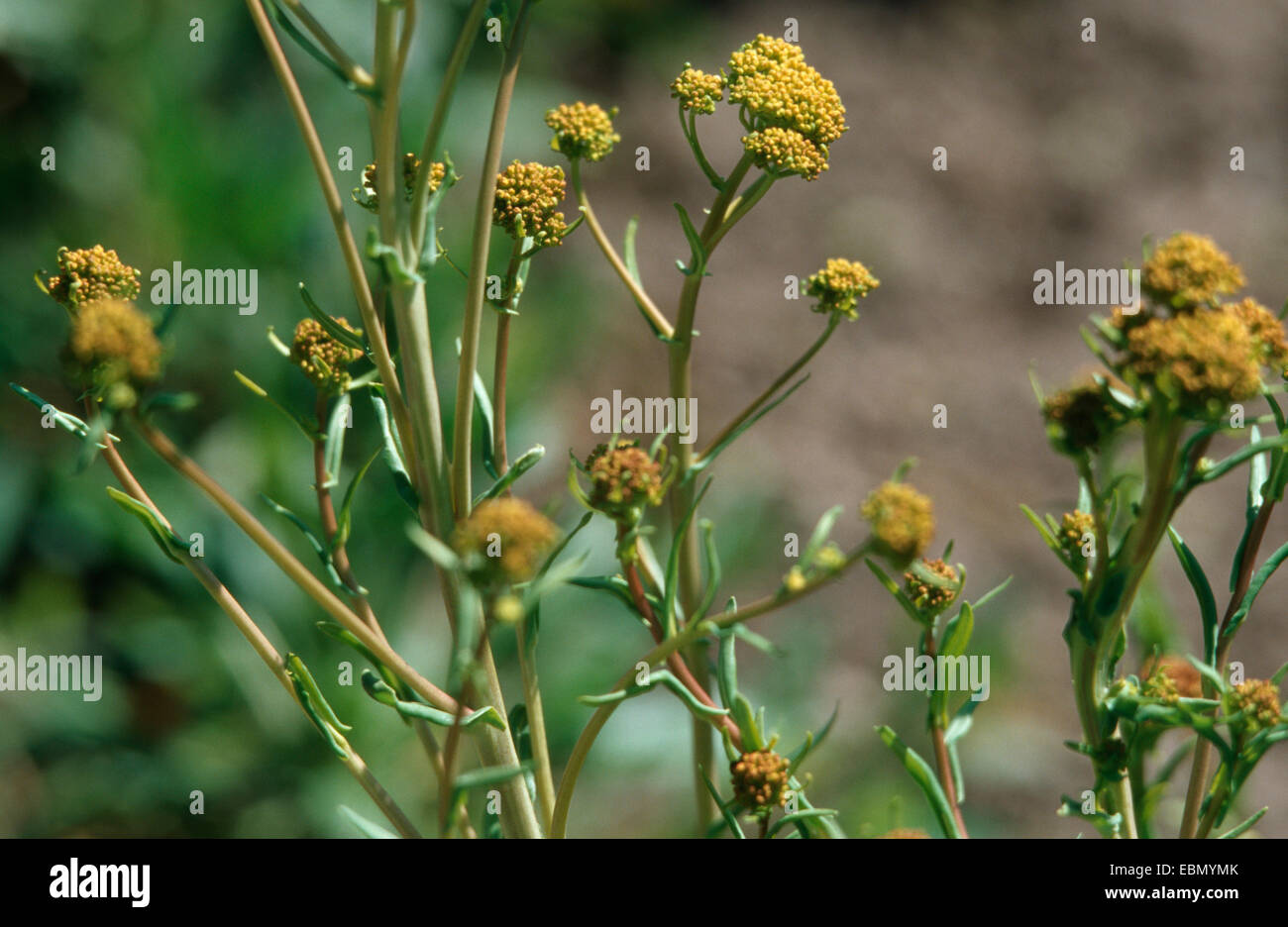 dryer's woad (Isatis tinctoria), plant with flower buds Stock Photo