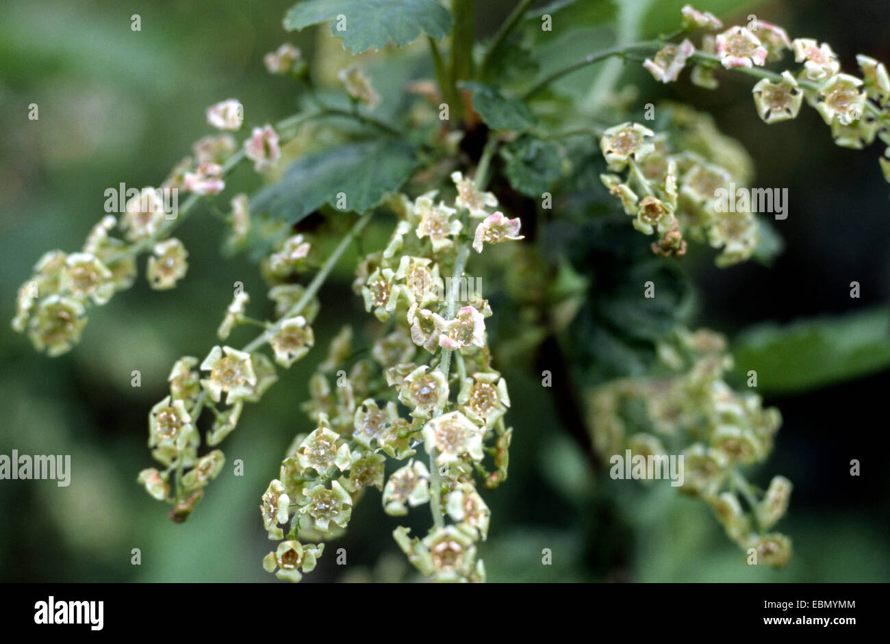 Redcurrant, Red Goosebeery (Ribes rubrum var. domesticum, Ribes rubrum var. domestica), blooming Stock Photo