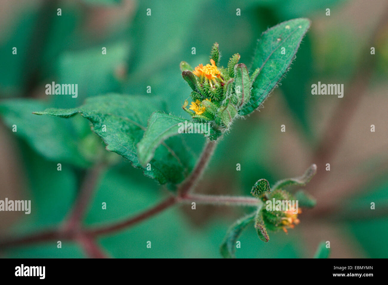 St. Paul┤s wort (Sigesbeckia serrata), blooming plant Stock Photo