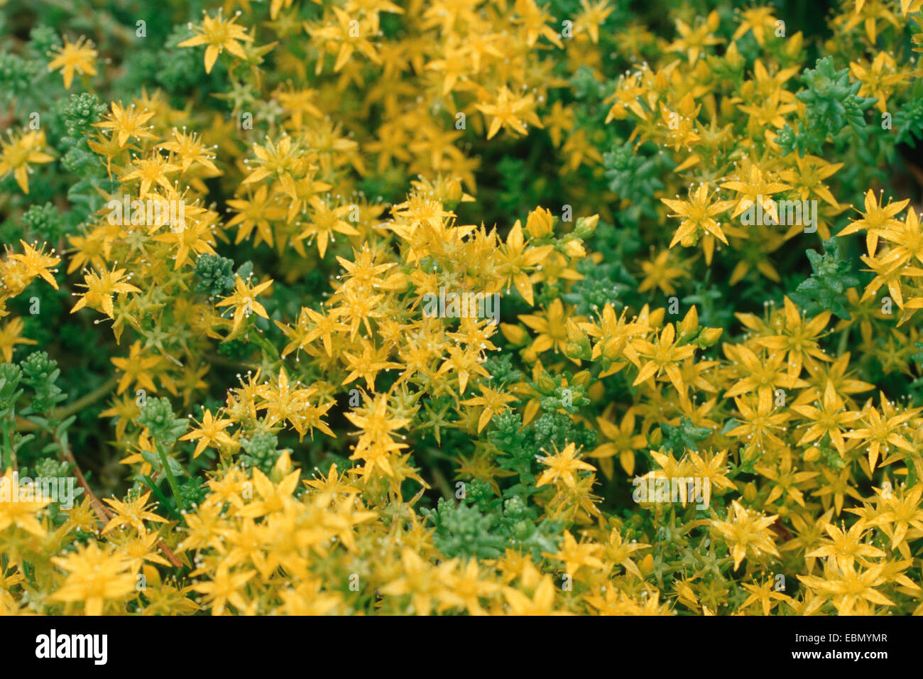 common stonecrop, biting stonecrop, mossy stonecrop, wall-pepper, gold-moss (Sedum acre), blooming plants Stock Photo