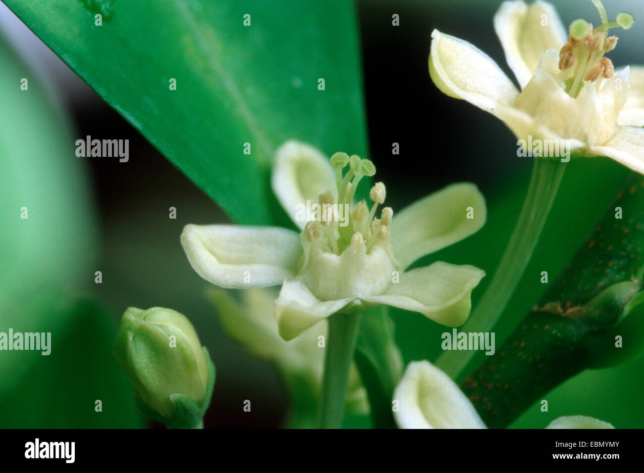 cocaine, Bolivian coca (Erythroxylon coca, Erythroxylum coca), closeup of the blossoms Stock Photo