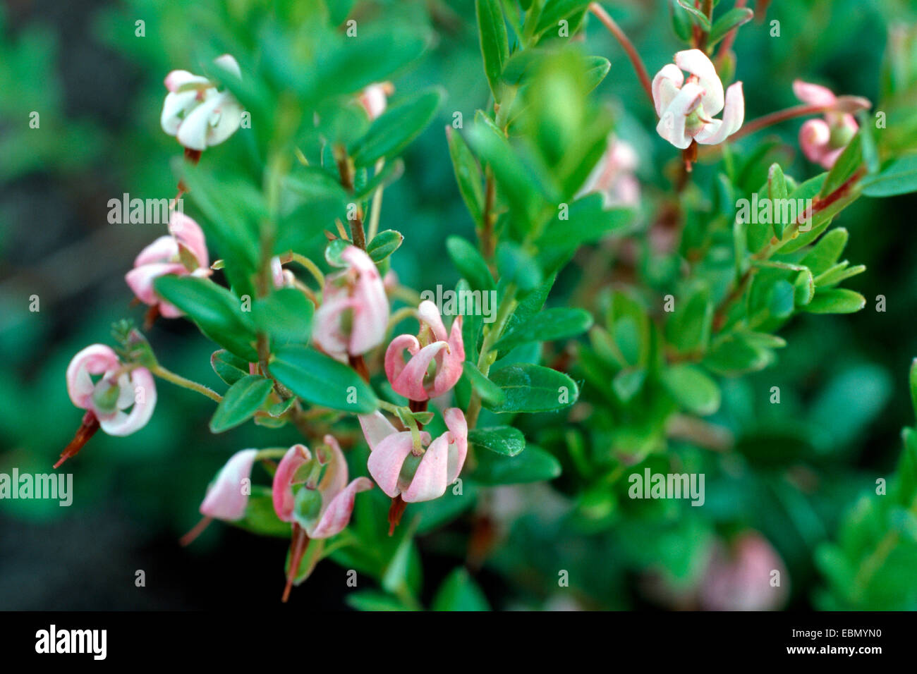 American cranberry, cultivated cranberry, large cranberry (Vaccinium macrocarpon), blooming plant Stock Photo