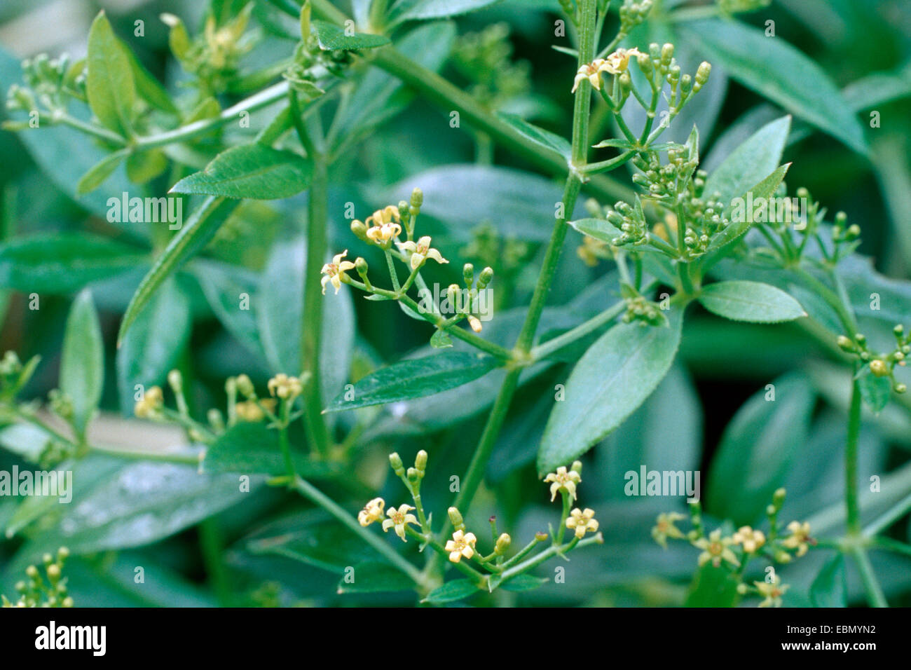 madder (Rubia tinctoria, Rubia tinctorum), blooming plants Stock Photo
