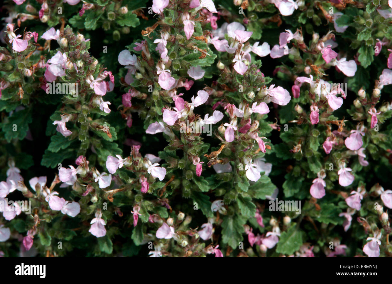 wall germander (Teucrium chamaedrys), blooming Stock Photo
