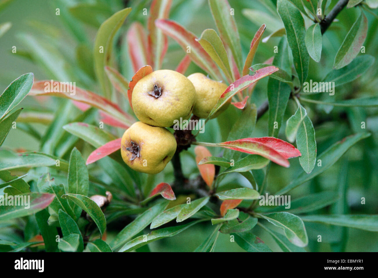 almond-leaved pear (Pyrus amygdaliformis), with fruits Stock Photo