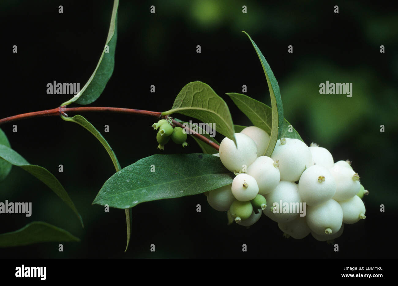 Common snowberry, waxberry (Symphoricarpos albus, Symphoricarpos racemosus), fruits Stock Photo