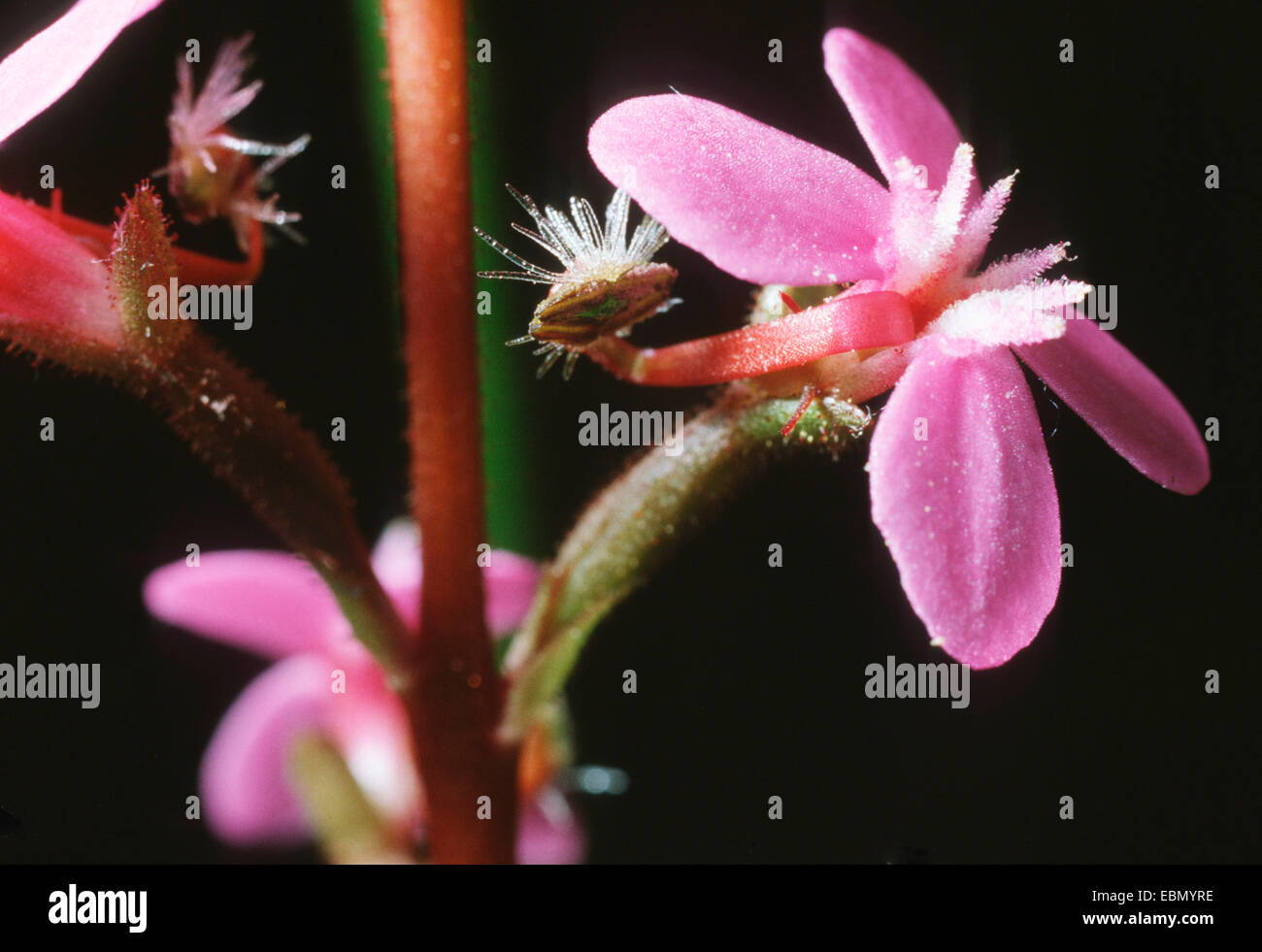 Grass triggerplant, Grass trigger plant (Stylidium graminifolium), blooming Stock Photo
