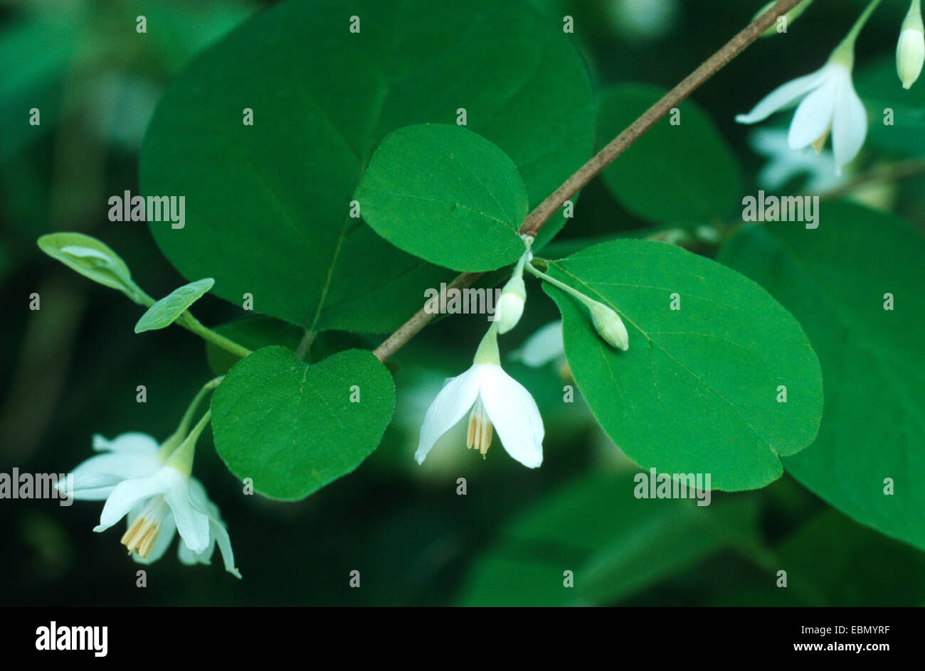 storax (Styrax officinale), blooming Stock Photo