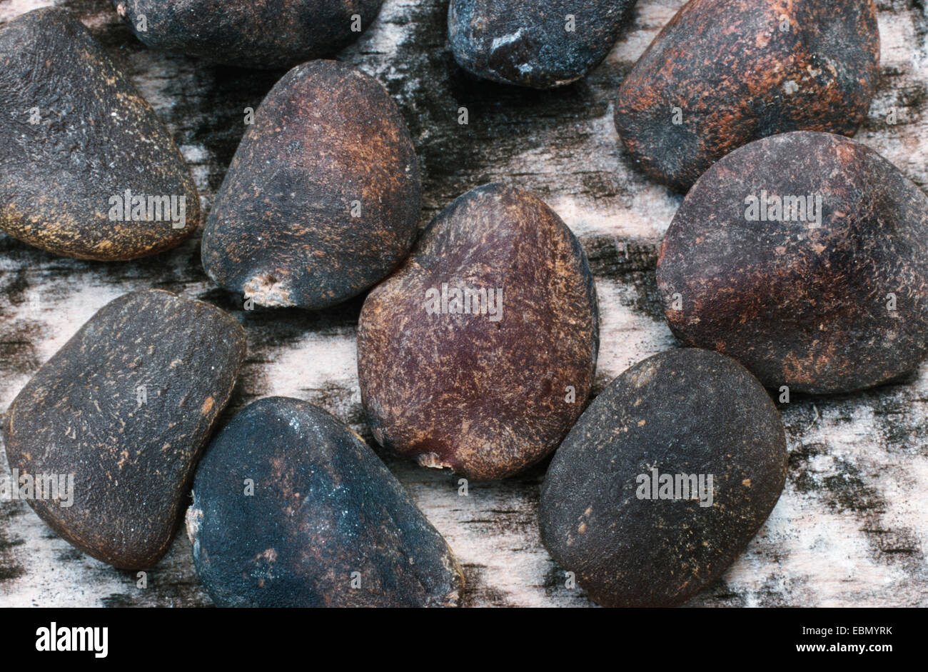 ignatius bean, curare (Strychnos amara, Strychnos ignatii, Strychnos toxifera), seeds Stock Photo