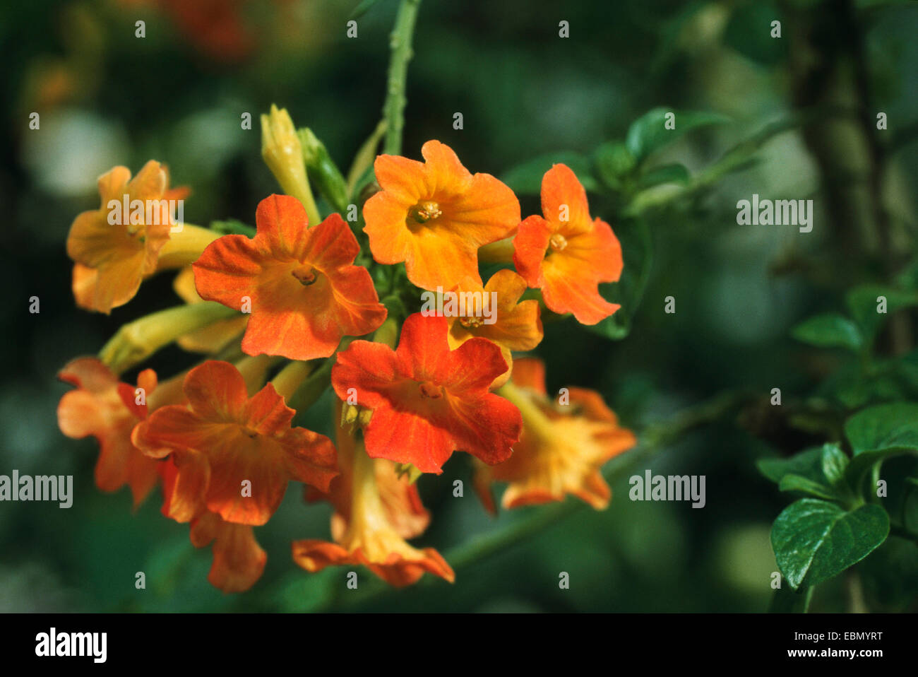 Marmalade bush (Streptosolen jamesonii), blooming Stock Photo Alamy