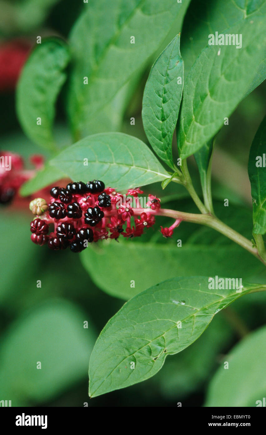 Pokeweed, Indian poke, Redink Plant, Indian Pokeweed (Phytolacca esculenta, Phytolacca acinosa
