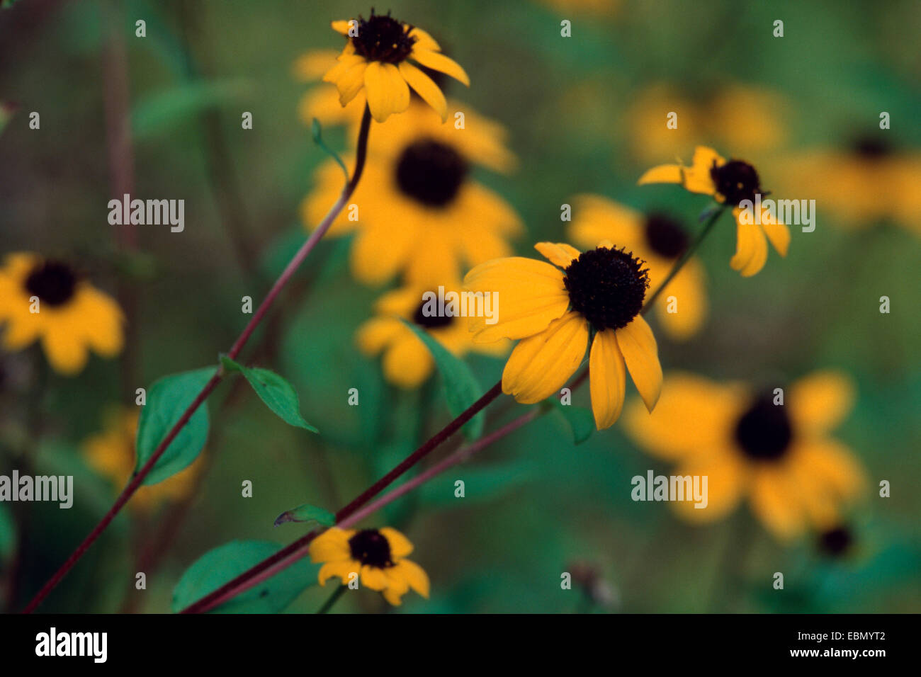 Branched coneflower, Brown-eyed susan (Rudbeckia triloba), blooming Stock Photo