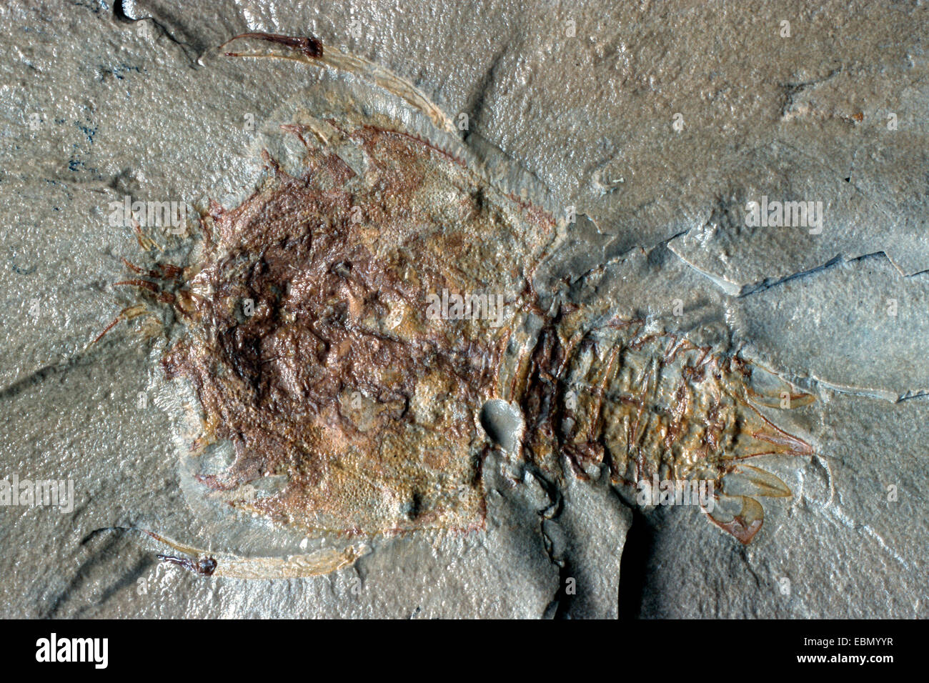 Crustacea (Crustacea), jurassic Stock Photo