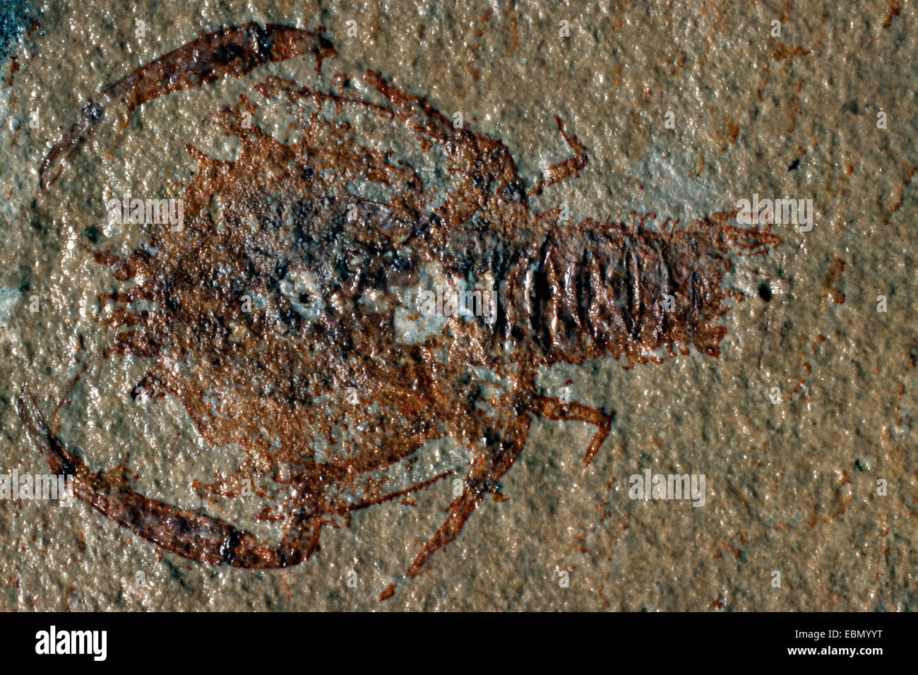Crustacea (Crustacea), jurassic Stock Photo