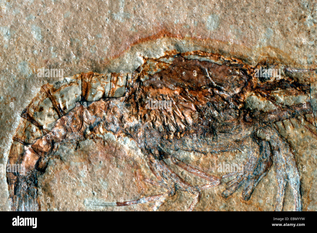 Crustacea, Natantia (Crustacea, Schwimmkrebse, Natantia), jurassic, Solnhofen, Germany, Bavaria, Solnhofen Stock Photo