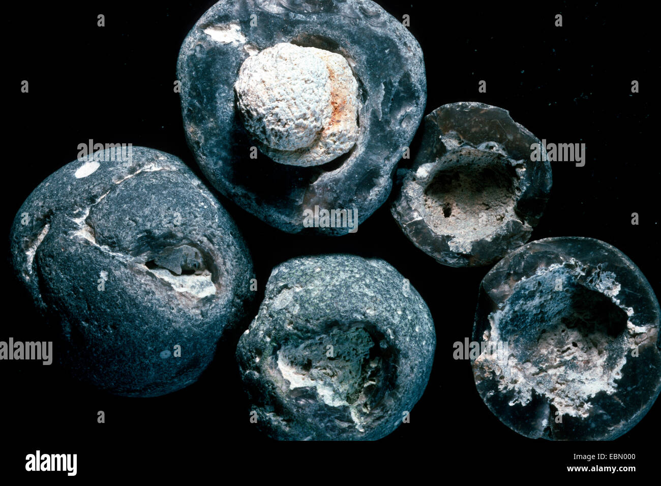 Plinthosella spec. (Plinthosella squamosa), fossilized sponge, upper Cretaceous, Denmark Stock Photo