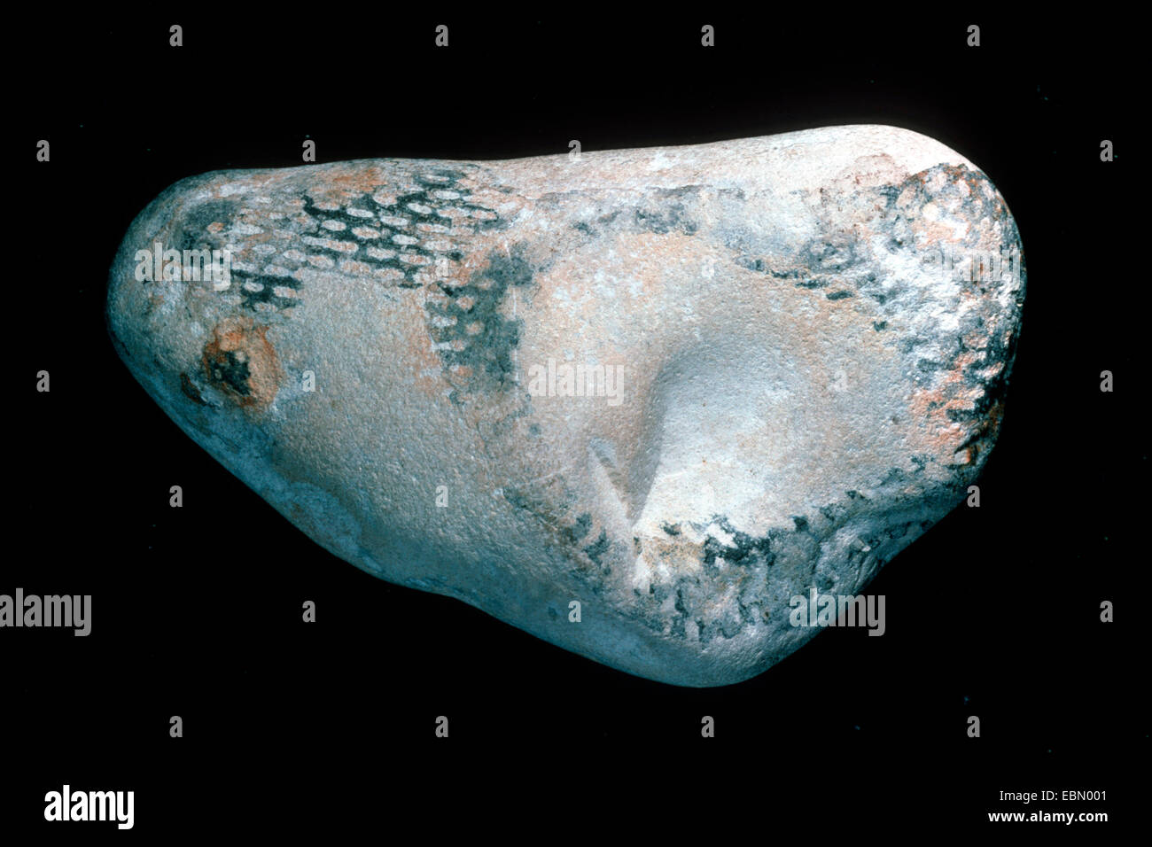 sponge (Ventriculites radiatus), fossilized sponge, upper Cretaceous, Denmark Stock Photo