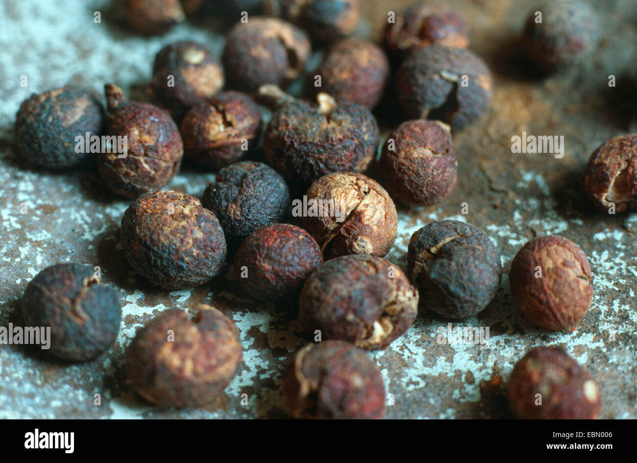 levant berry, indicus cocculus, Fish Berries (Anamirta paniculata, Anamirta cocculus), dried fruits, in former times used for fishing Stock Photo