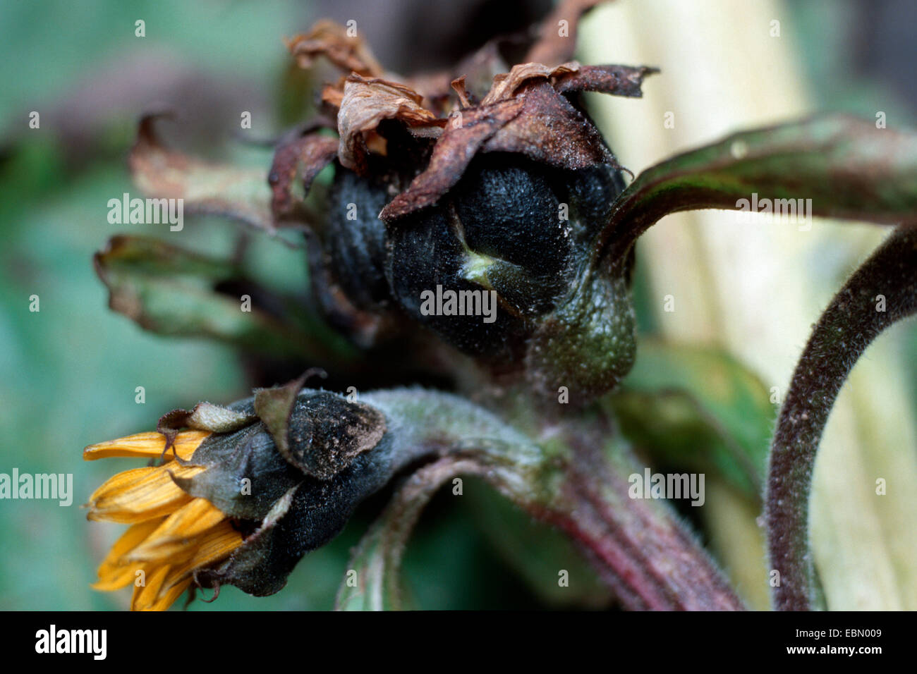 Botrytis cinerea (Botrytis cinerea, Botryotinia fuckeliana), young phase on sunflower, Helianthus annuus Stock Photo
