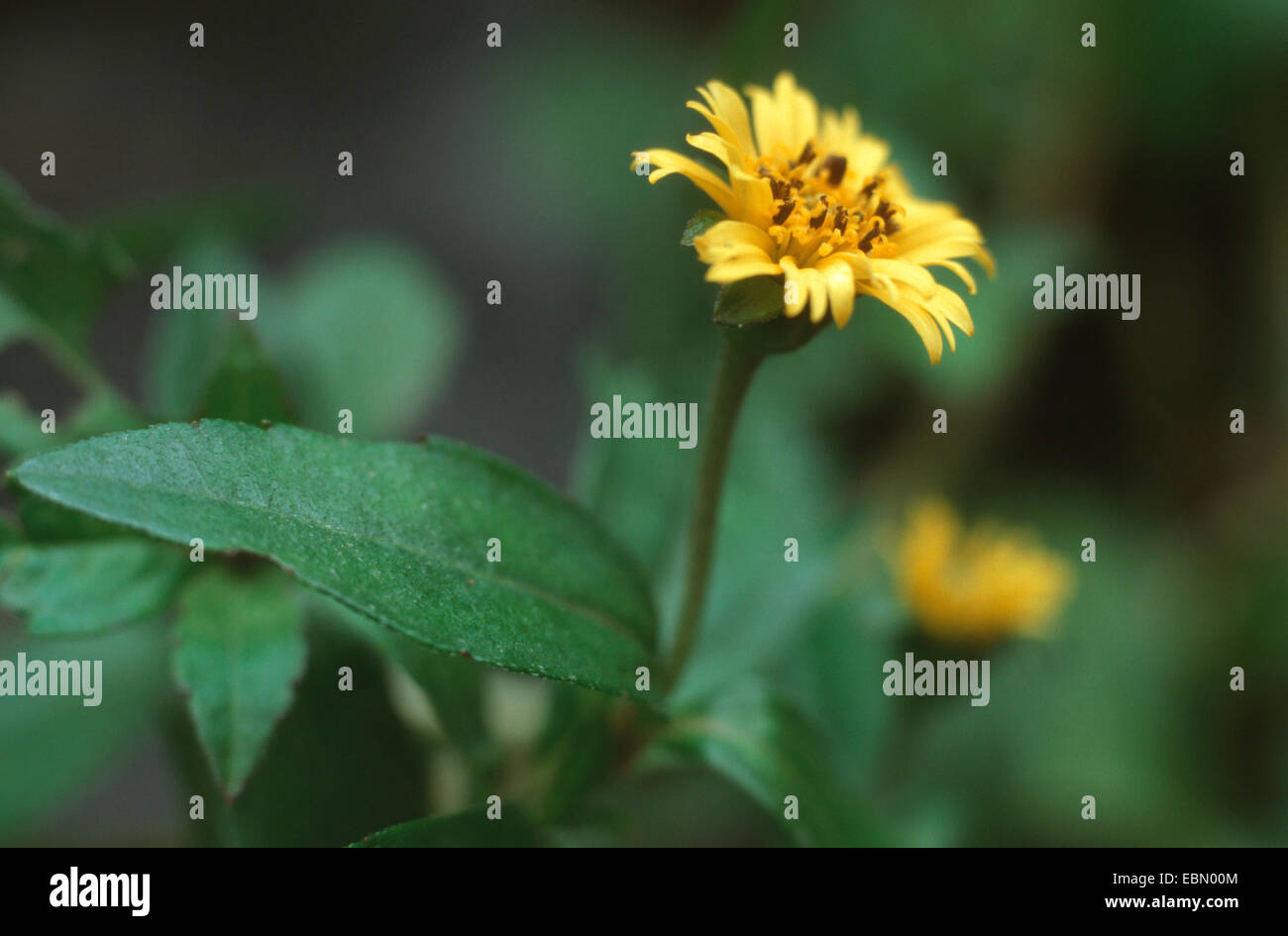 Wedelia (Wedelia calendulacea), blooming Stock Photo