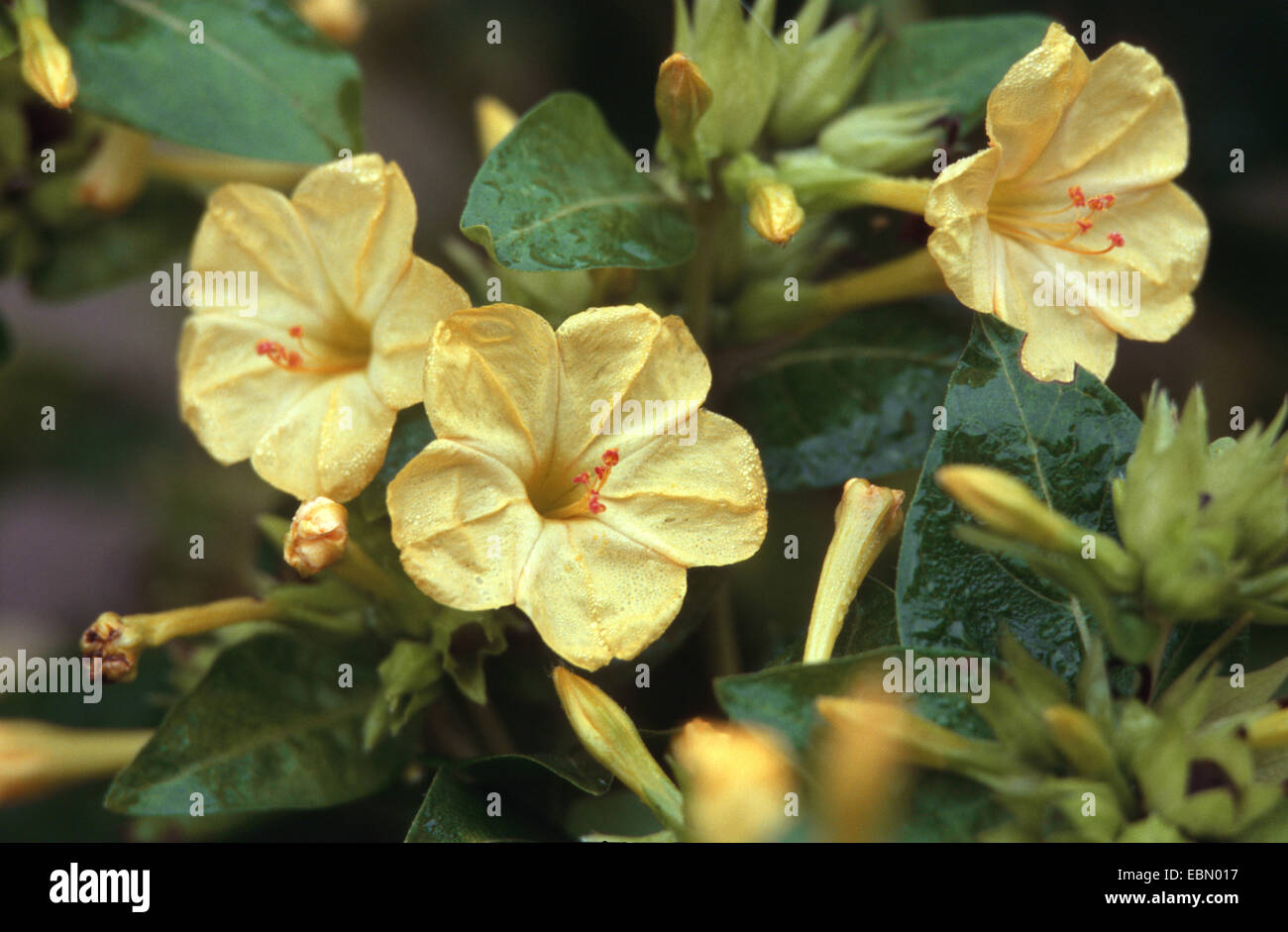 common four-o'clock, marvel of peru (Mirabilis jalapa 'Lutea', Mirabilis jalapa Lutea, Mirabilis jalapa), yellow flowering cultivar Lutea Stock Photo