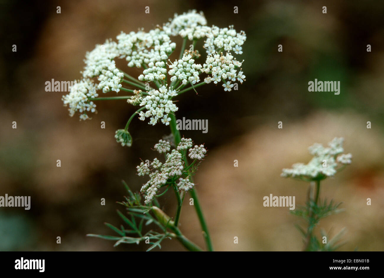 Baltic parsley (Cenolophium denudatum), inflorescence Stock Photo
