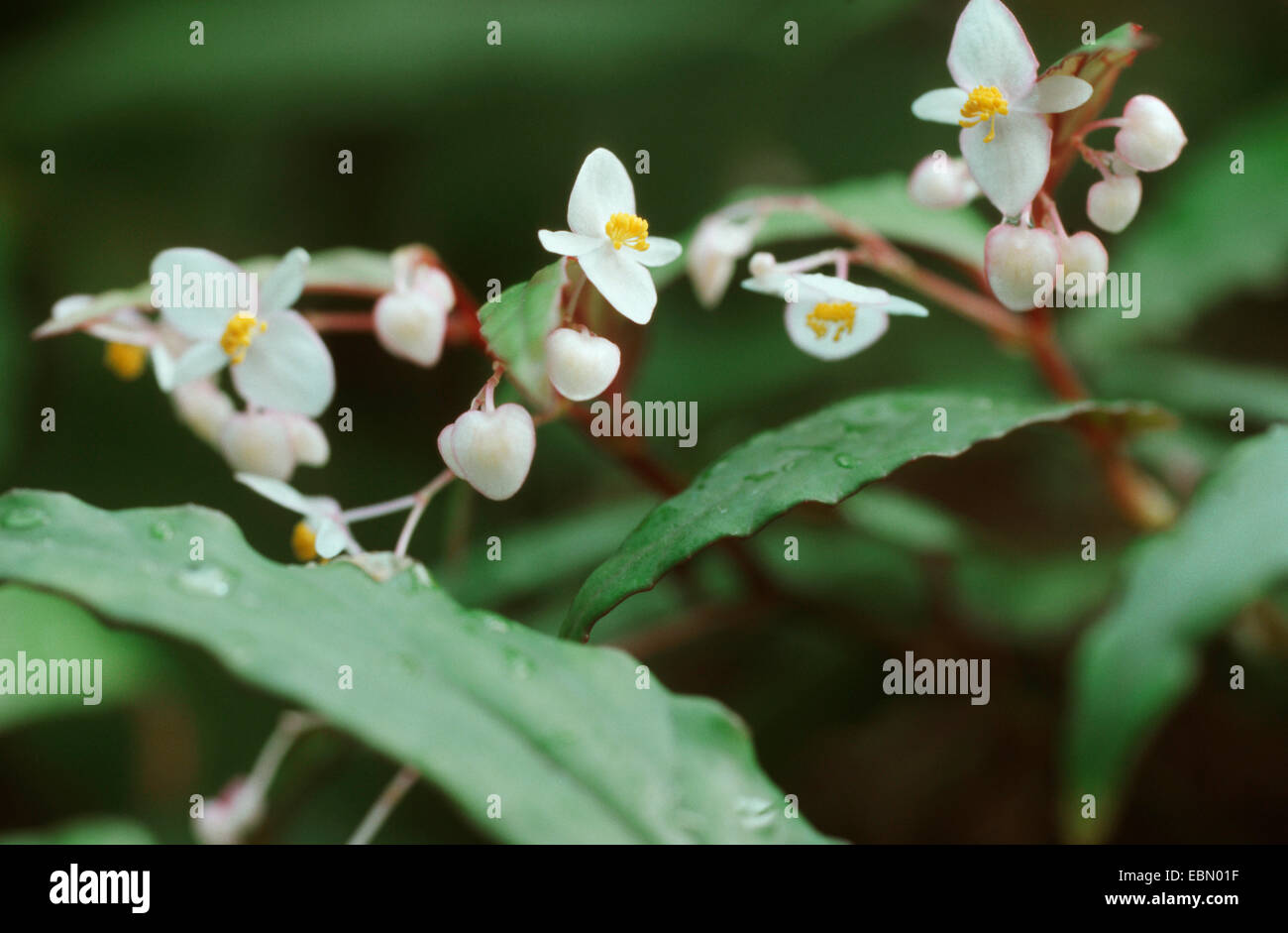 Begonia, Begonia boisiana (Begonia boisiana) Stock Photo