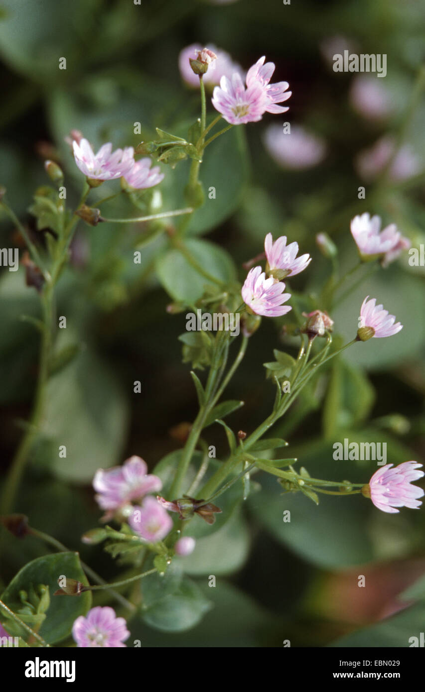 Siberian Purslane (Montia sibirica), blooming Stock Photo