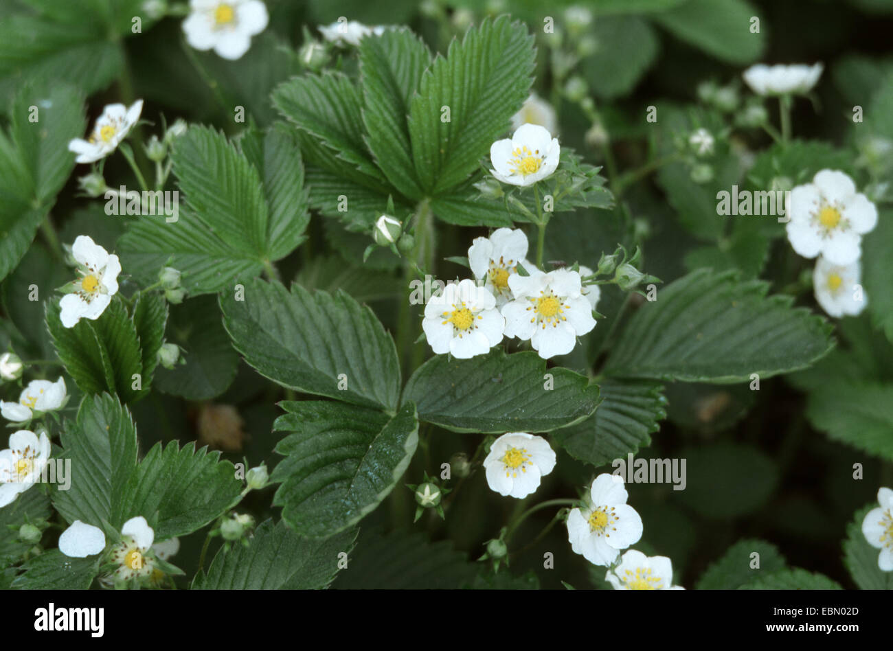 creamy strawberry, wild strawberry (Fragaria viridis), blooming, Germany Stock Photo