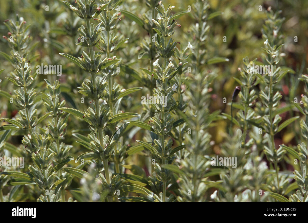 Dragon's head (Lallemantia iberica, Dracocephalum ibericum), blooming Stock Photo