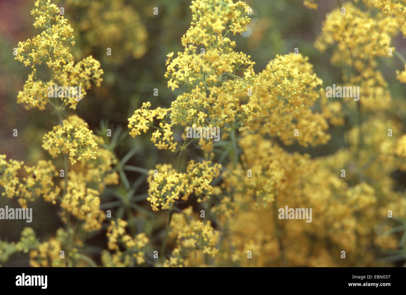 Galium verum subsp. verum (Galium verum subsp. verum), blooming, Germany Stock Photo