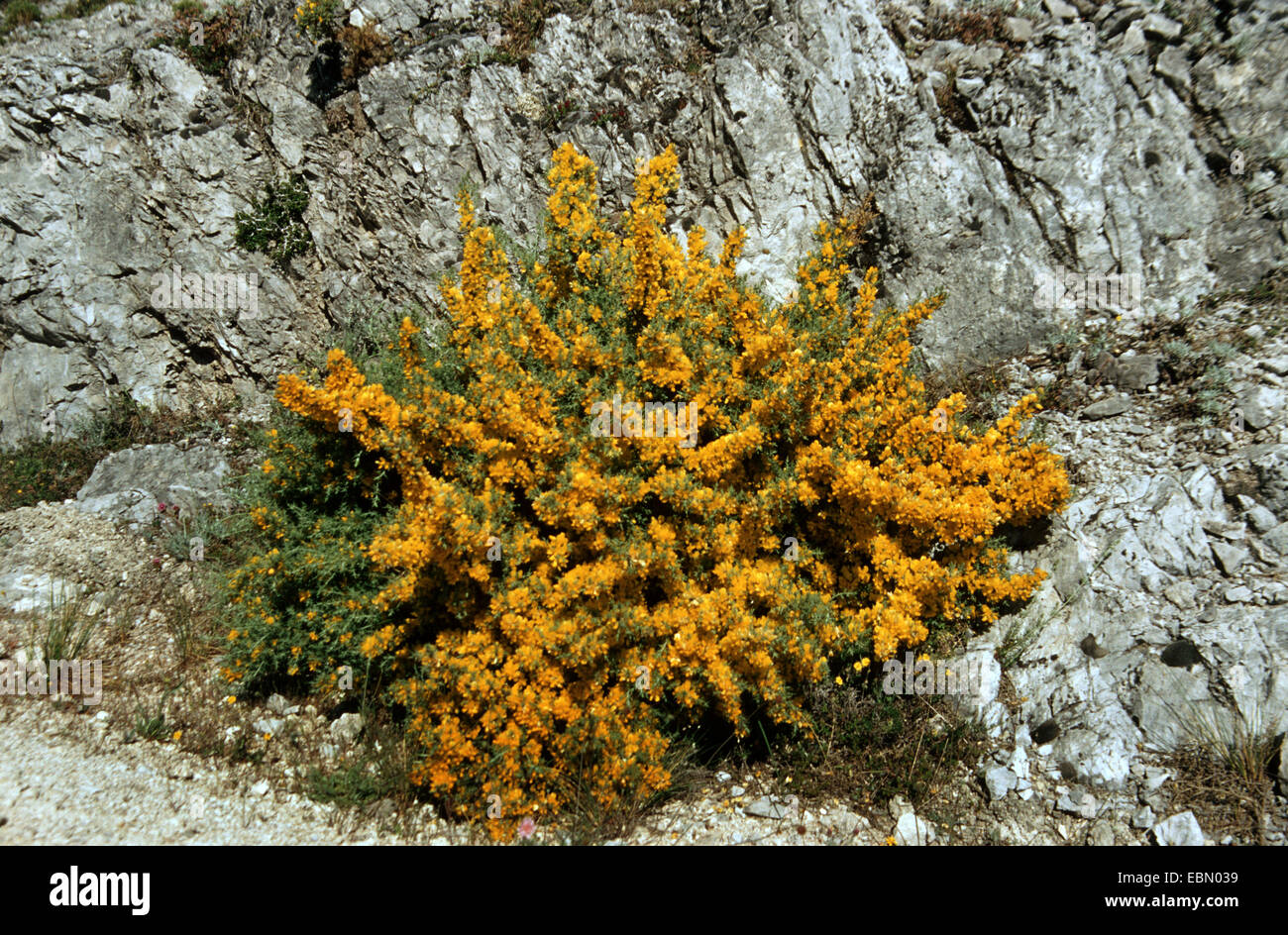 Small flower furze (Ulex parviflorus), blooming in a rock wall Stock Photo