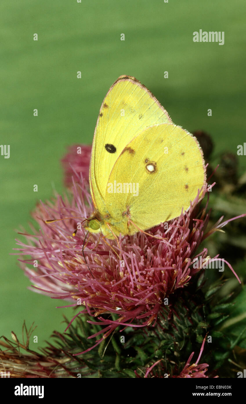 Pale Clouded Yellow (Colias hyale), imago on cornflower, Germany Stock Photo