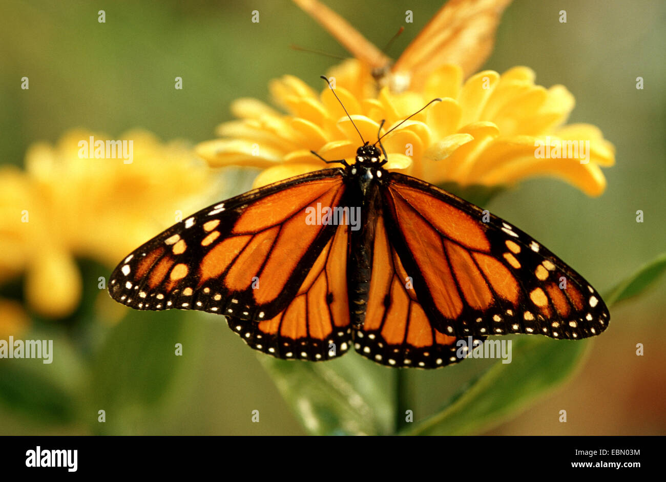 monarch butterfly, milkweed (Danaus plexippus), imago at yellow flower, Germany Stock Photo
