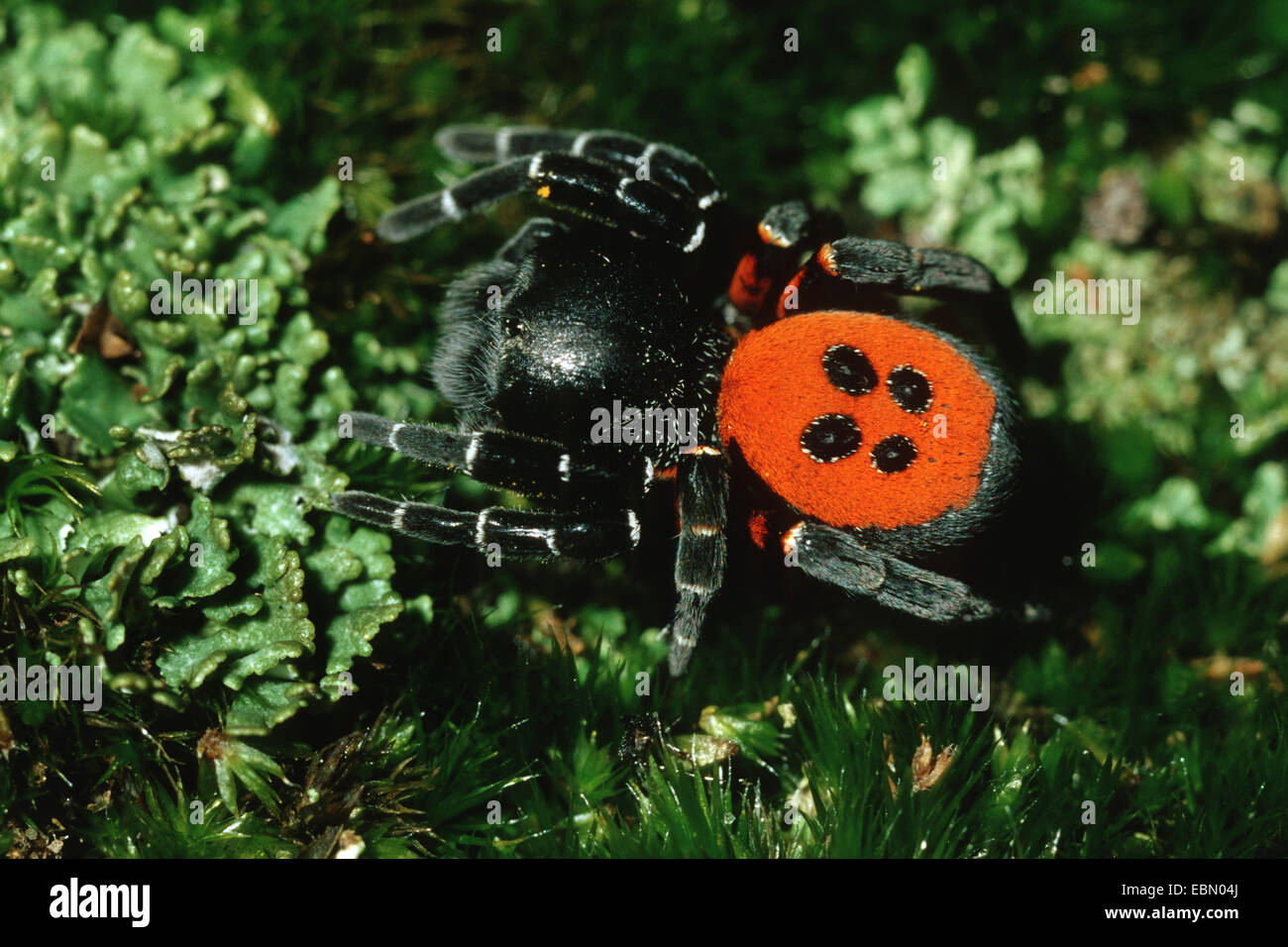 ladybird spider (Eresus niger, Eresus cinnaberinus), on moss, Germany Stock Photo