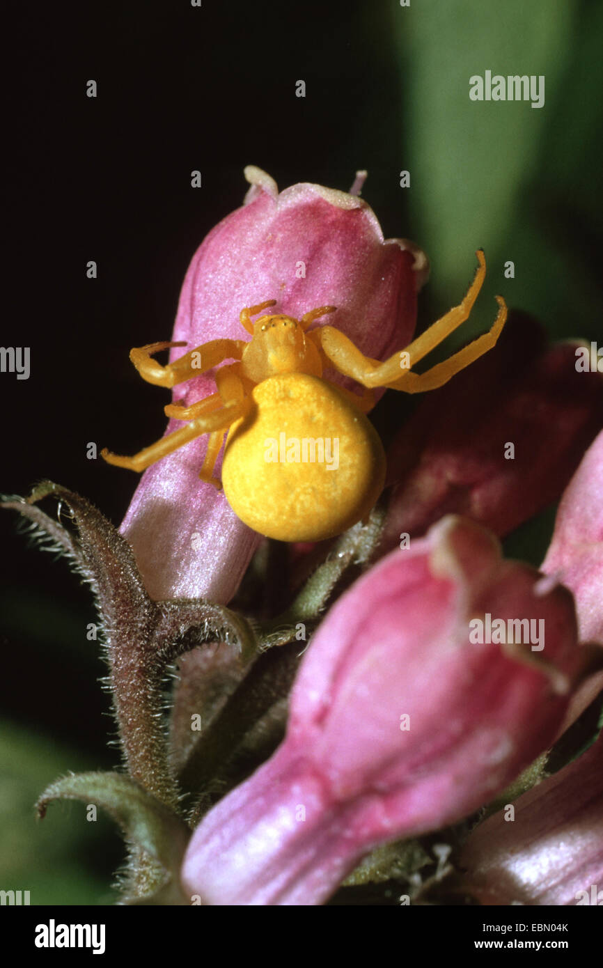 goldenrod crab spider (Misumena vatia), on pink flower, Germany Stock Photo