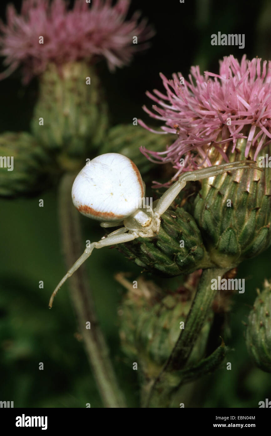 goldenrod crab spider (Misumena vatia), on a thistle flower, Germany Stock Photo