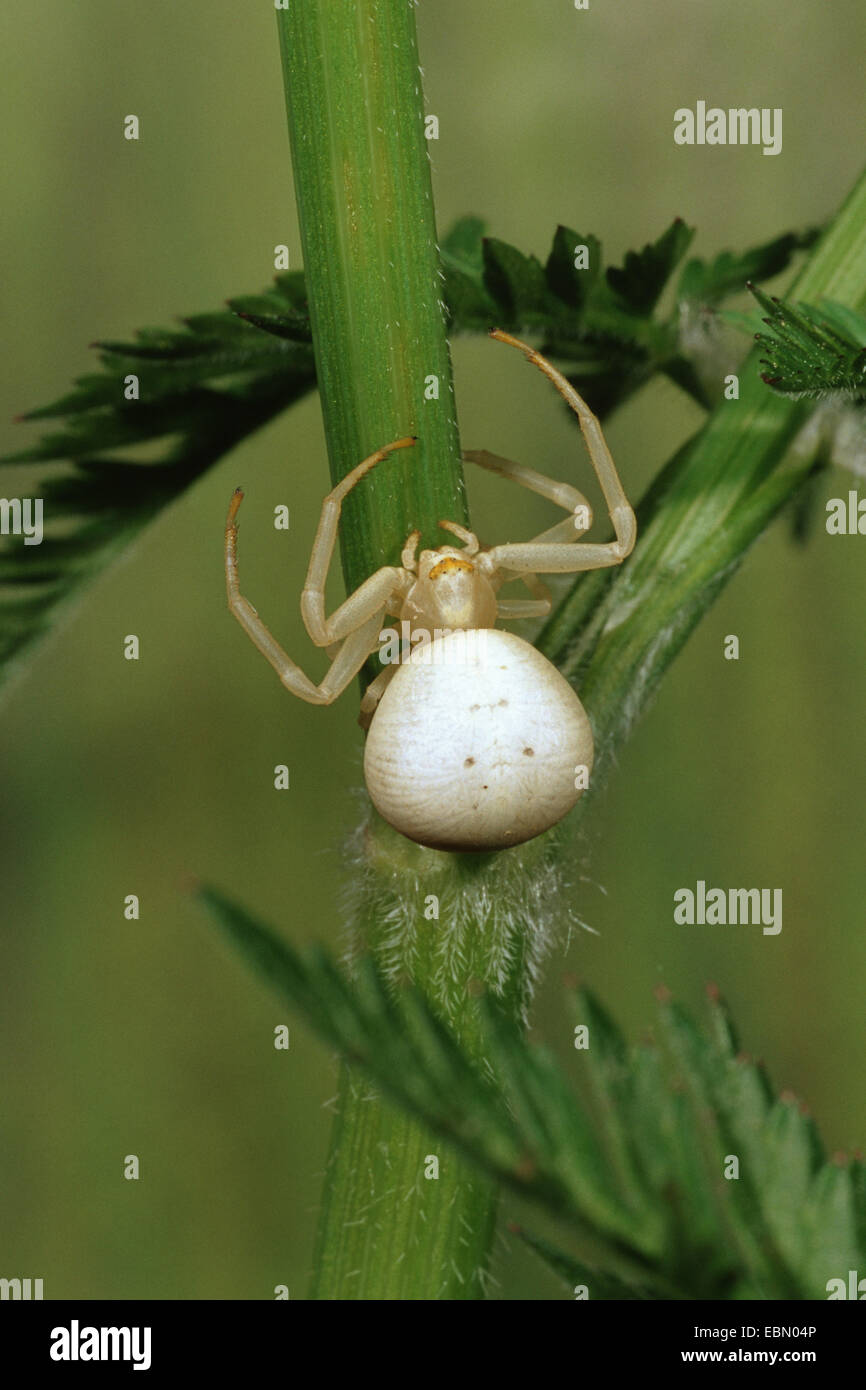 goldenrod crab spider (Misumena vatia), at a stem, Germany Stock Photo