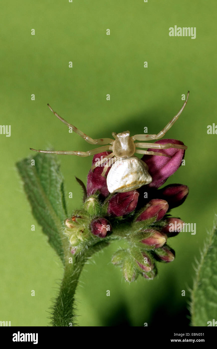 Crab spider (Thomisus onustus), on flowerbud, Germany Stock Photo